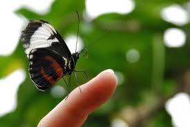 Atraer mariposas a nuestro Jardín Atraer mariposas a nuestro Jardín
