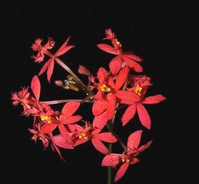 Epidendrum ibaguense Epidendrum ibaguense