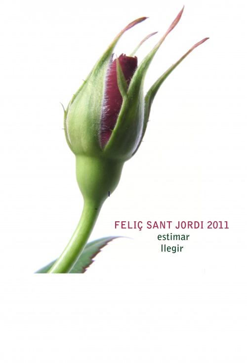 SantJordi Rosas con olor a rosa.