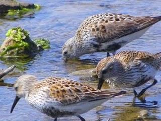 Correlimos comunes Correlimos comunes