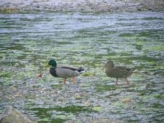 Correlimos comunes Correlimos comunes