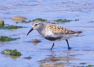 Correlimos comunes Correlimos comunes