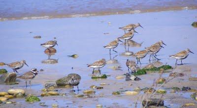 Correlimos comunes Correlimos comunes