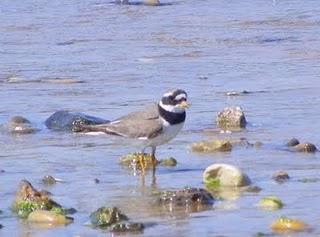 Correlimos comunes Correlimos comunes