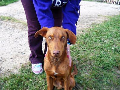 FOREST, cruce Podenco encontrado con gran herida en el cuello.