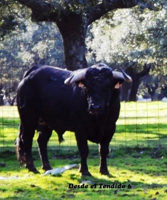 La lidia de Sortijero La lidia de Sortijero