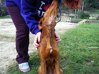 FOREST, cruce Podenco encontrado con gran herida en el cuello