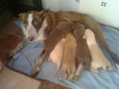 PODENCA GALIA CON SUS BEBÈS DE 2 SEMANAS EN ACEQUIA. (CATADAU) VALENCIA PODENCA GALIA CON SUS BEBÈS DE 2 SEMANAS EN ACEQUIA. (CATADAU) VALENCIA