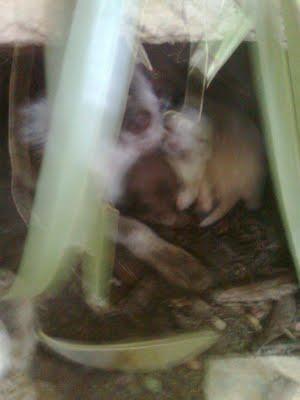 PODENCA GALIA CON SUS BEBÈS DE 2 SEMANAS EN ACEQUIA. (CATADAU) VALENCIA PODENCA GALIA CON SUS BEBÈS DE 2 SEMANAS EN ACEQUIA. (CATADAU) VALENCIA