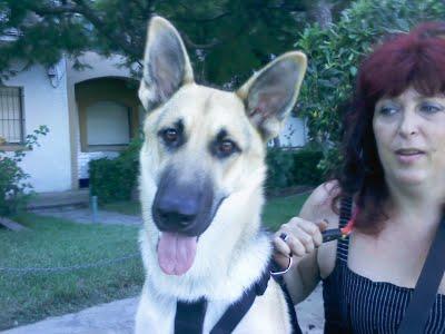 Perrita pastor alemán en adopción. Perrita pastor alemán en adopción.