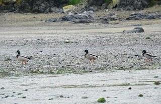 Aumenta el número de especies en Bañugues Aumenta el número de especies en Bañugues