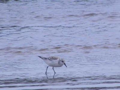 Aumenta el número de especies en Bañugues Aumenta el número de especies en Bañugues
