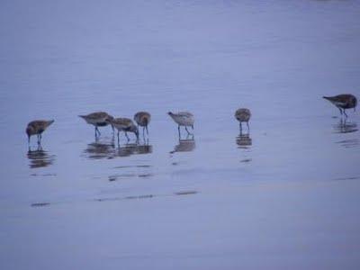 Aumenta el número de especies en Bañugues Aumenta el número de especies en Bañugues