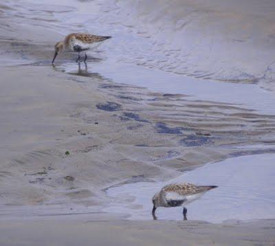 Aumenta el número de especies en Bañugues Aumenta el número de especies en Bañugues
