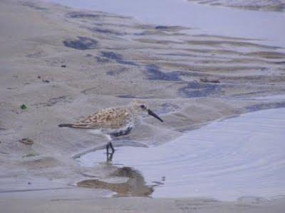 Aumenta el número de especies en Bañugues Aumenta el número de especies en Bañugues