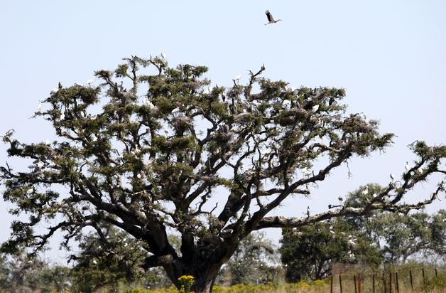 Árboles singulares de Doñana