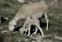 El Cordero Segureño recibe su reconocimiento como I.G.P. El Cordero Segureño recibe su reconocimiento como I.G.P.