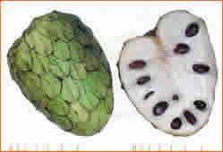 Cómo cultivar chirimoyas chirimoya