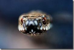 animal-photography-snake
