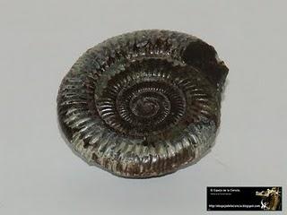 El valor de los fósiles: Cephalopoda.