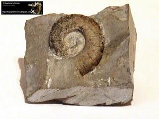 El valor de los fósiles: Cephalopoda.