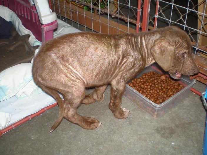 Cachorra en pésimo estado Sevilla