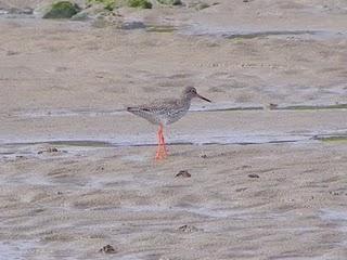 Intervalo de la migración de limícolas Intervalo de la migración de limícolas