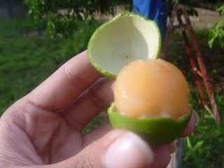 How to eat mamones :) How to eat mamones :)