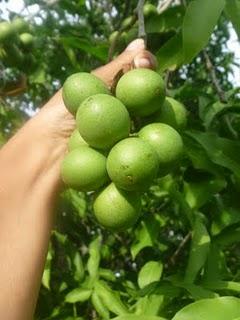 How to eat mamones :) How to eat mamones :)