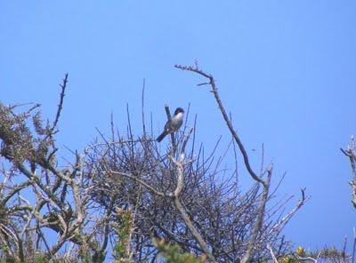 Currucas cabecinegra y capirotada Currucas cabecinegra y capirotada