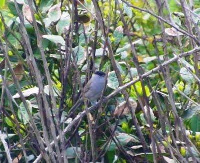 Currucas cabecinegra y capirotada Currucas cabecinegra y capirotada