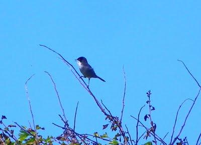Currucas cabecinegra y capirotada Currucas cabecinegra y capirotada