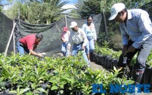 Agricultores promueven el cultivo alternativo de chirimoya