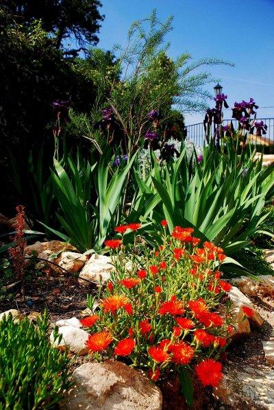 Un Jardín de Rocallas