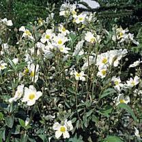 Un Jardín de Rocallas