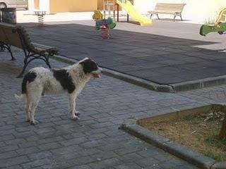 ENZO, CORRE AUTENTICO PELIGRO, URGENTE! ENZO, CORRE AUTENTICO PELIGRO, URGENTE!