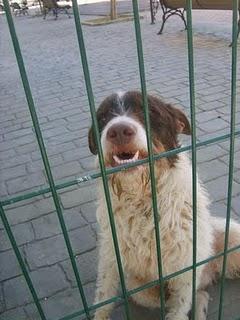 ENZO, CORRE AUTENTICO PELIGRO, URGENTE! ENZO, CORRE AUTENTICO PELIGRO, URGENTE!