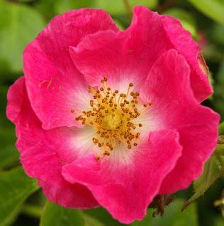 Flores de Bach: Wild rose, escaramujo, rosa silvestre