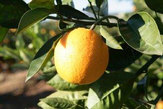 Naranja de la Familia Monzó Naranja de la Familia Monzó
