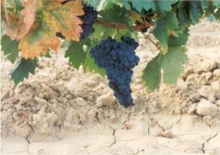 Tempranillo de Valsardo Tempranillo de Valsardo