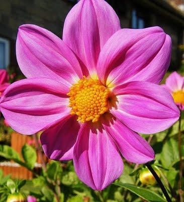 Dalia - Dalia Sp Dalia - Dalia Sp