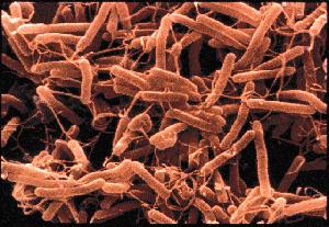 hpylori muchas Grupo de H.pylori amotinado a sus anchas en nuestro estómago y destrozando nuestra salud.