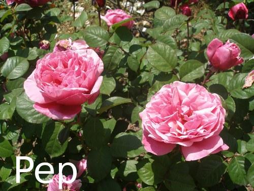 Line Renaud Line Renaud