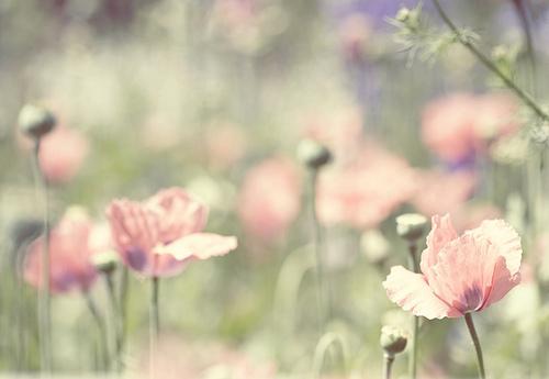 Todas las bellas flores de mi jardín... (+ RESULTADO DEL SORTEO)! Todas las bellas flores de mi jardín... (+ RESULTADO DEL SORTEO)!