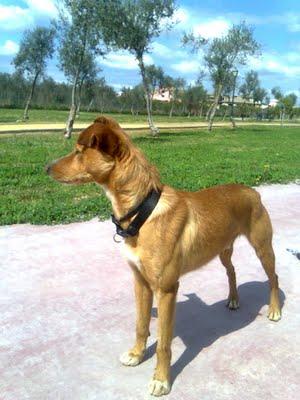 JONAN, SU FAMILIA LO ABANDONA EN LA CALLE Y ENCIMA LES MOLESTA VERLO!, MUY URGENTE! JONAN, SU FAMILIA LO ABANDONA EN LA CALLE Y ENCIMA LES MOLESTA VERLO!, MUY URGENTE!