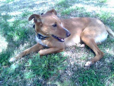 JONAN, SU FAMILIA LO ABANDONA EN LA CALLE Y ENCIMA LES MOLESTA VERLO!, MUY URGENTE! JONAN, SU FAMILIA LO ABANDONA EN LA CALLE Y ENCIMA LES MOLESTA VERLO!, MUY URGENTE!