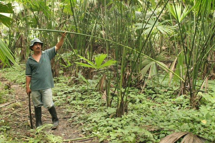 El fino Sombrero de Manabí – I