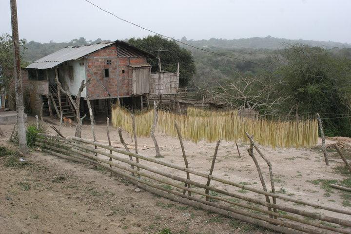 El fino Sombrero de Manabí – I