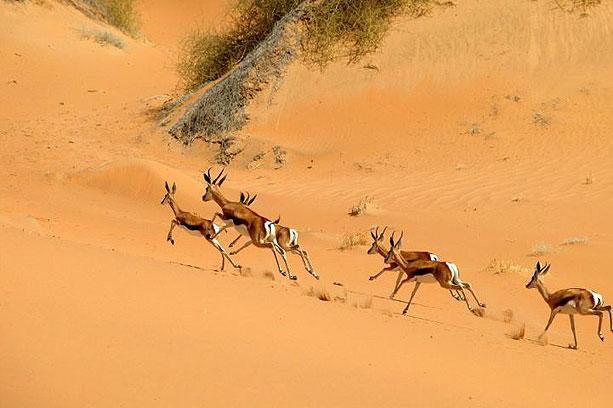 La fauna se ha acostumbrado a la vida en el desierto