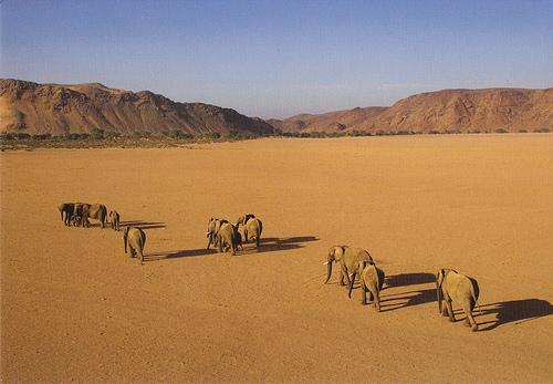 Elefantes en el desierto de Namibia